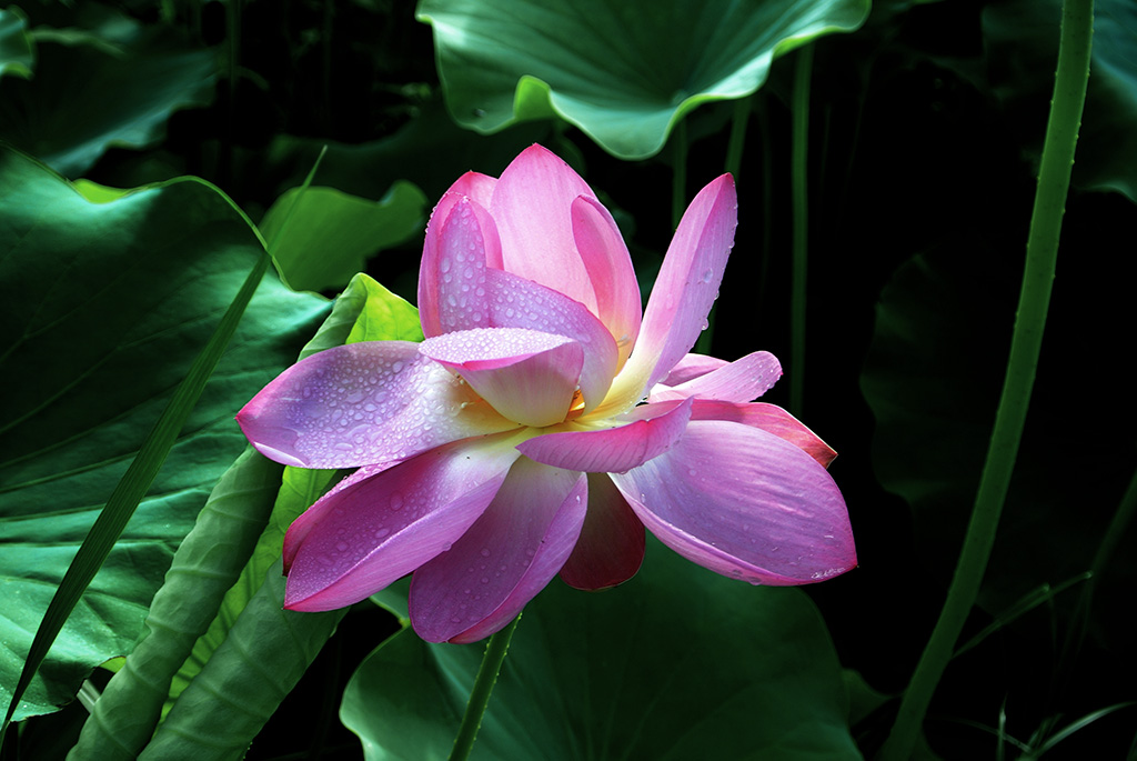 DSC_1088副本.jpg