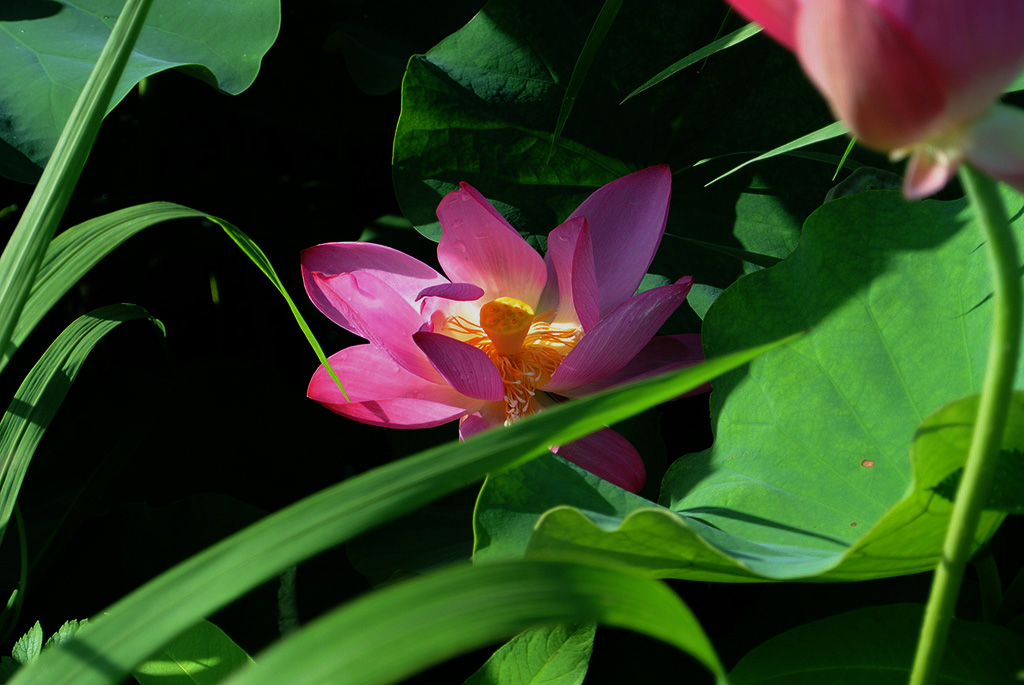 DSC_1105副副本.jpg
