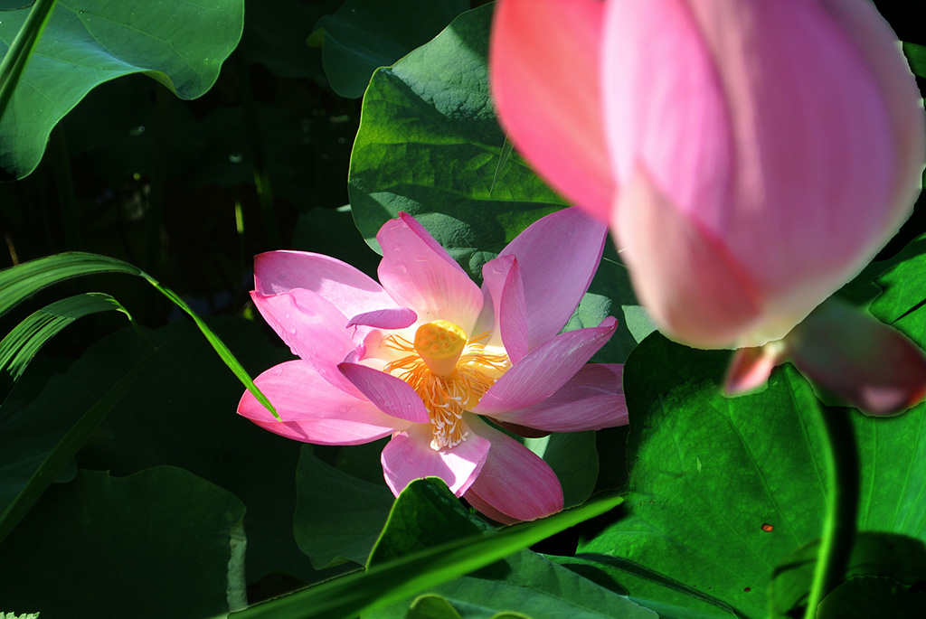 DSC_1106副本.jpg