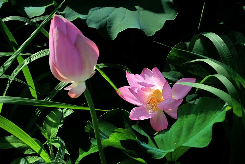 DSC_1107副本.jpg