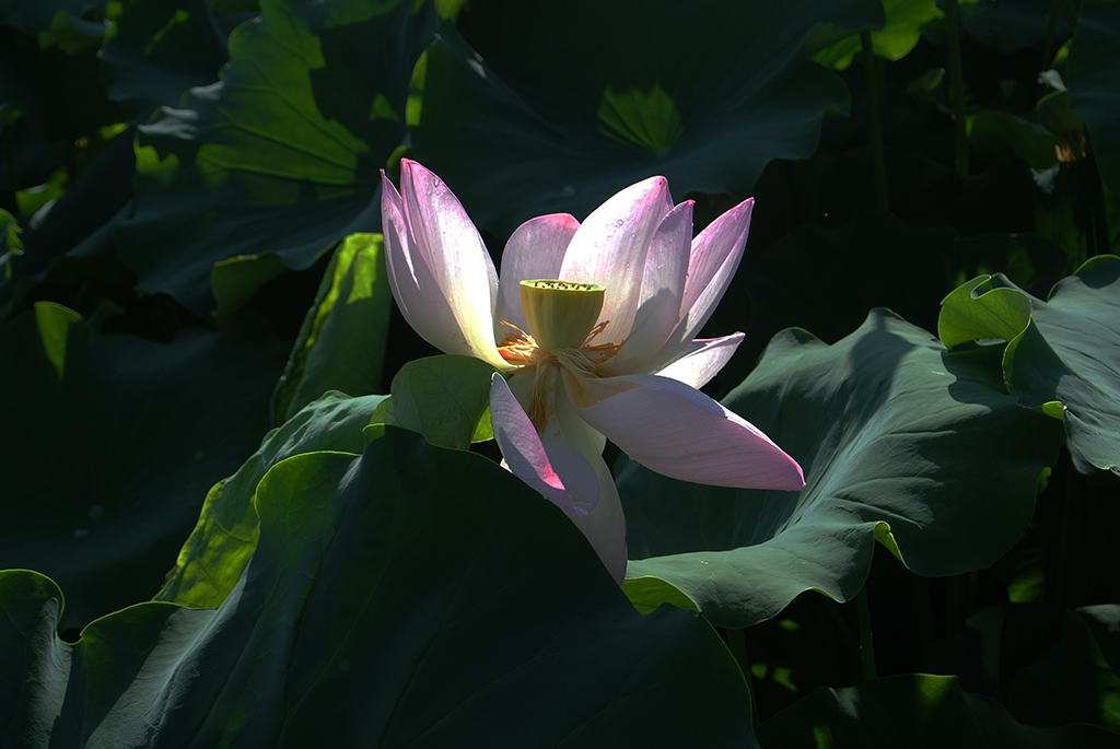 DSC_1120副本.jpg