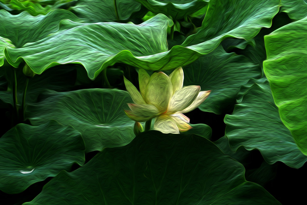 DSC_8246副本副本.jpg