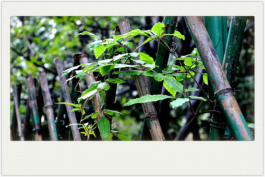 dsc_0390_副本.jpg