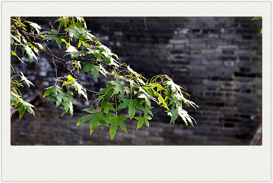 dsc_0393_副本.jpg