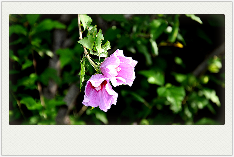 dsc_0439_副本.jpg