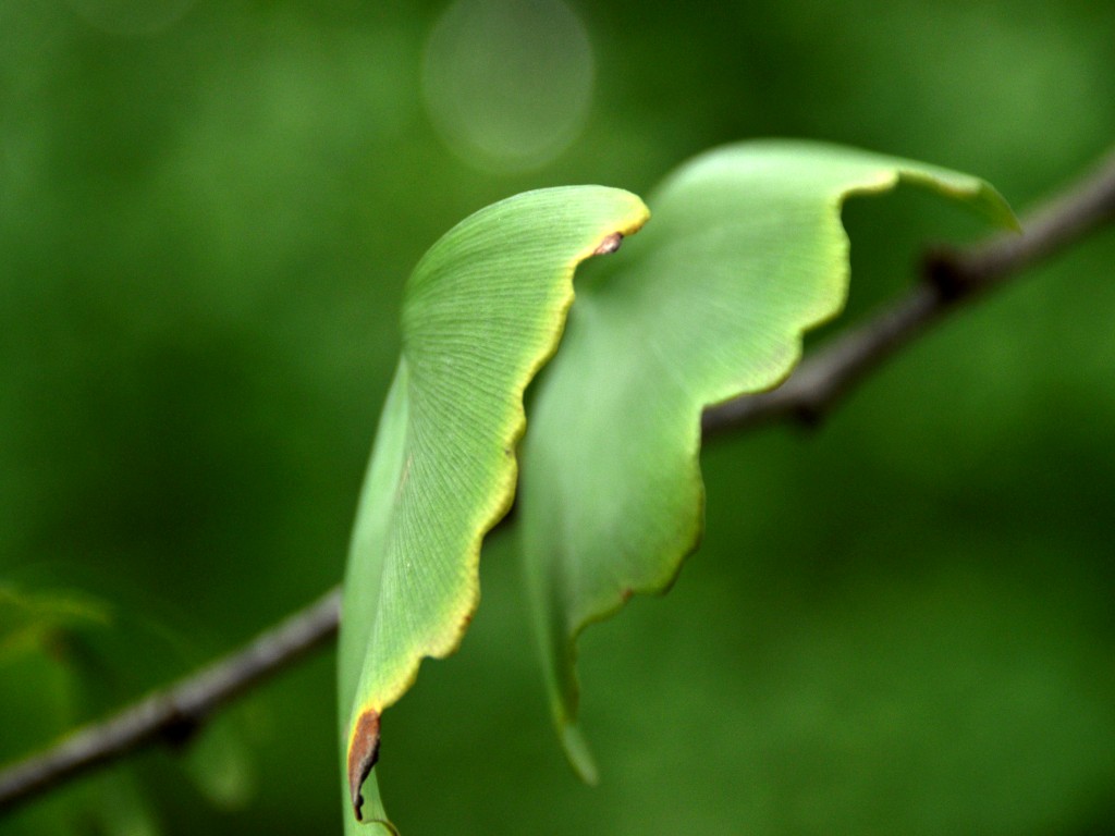 DSC_0093_conew1.jpg