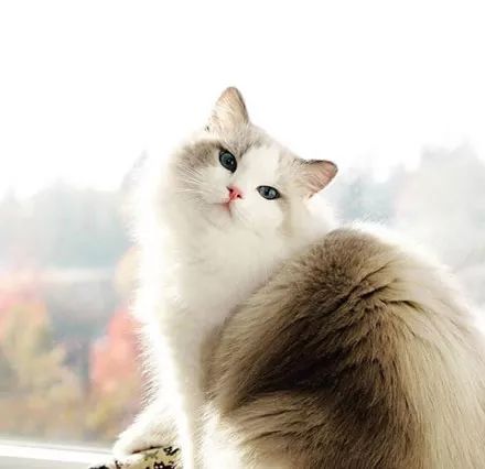 088c32c68346bcdabb6def8bd1ab11bb.jpg