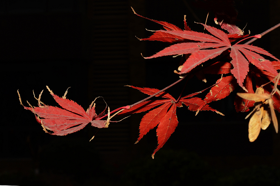 nEO_IMG_DSC_5237.jpg