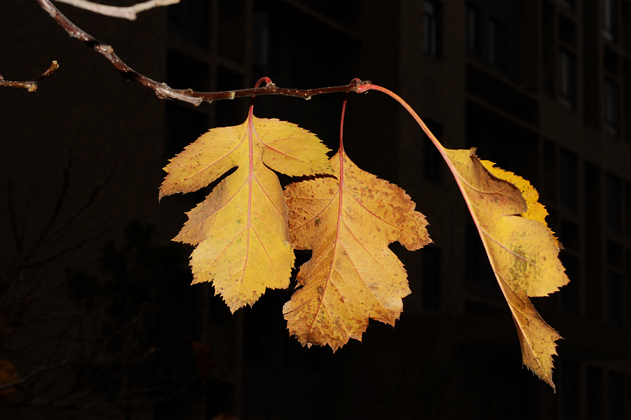 nEO_IMG_DSC_5241.jpg