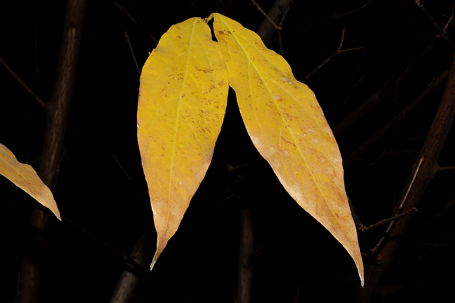 nEO_IMG_DSC_5245.jpg