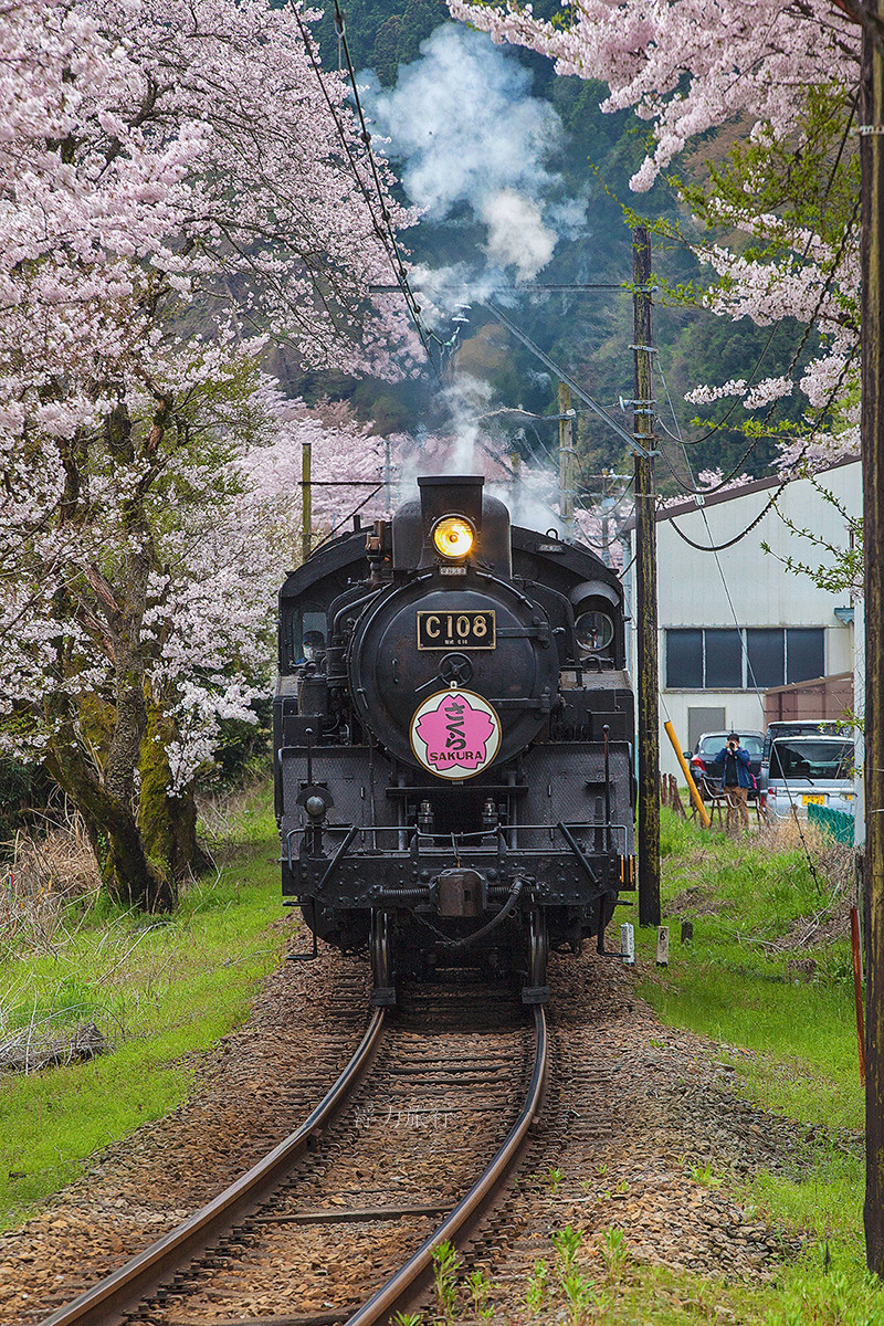 日本樱花摄影.jpg