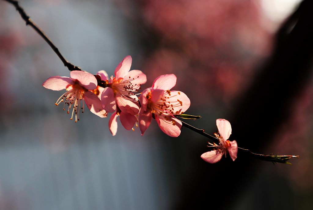 IMG_5232副本.jpg