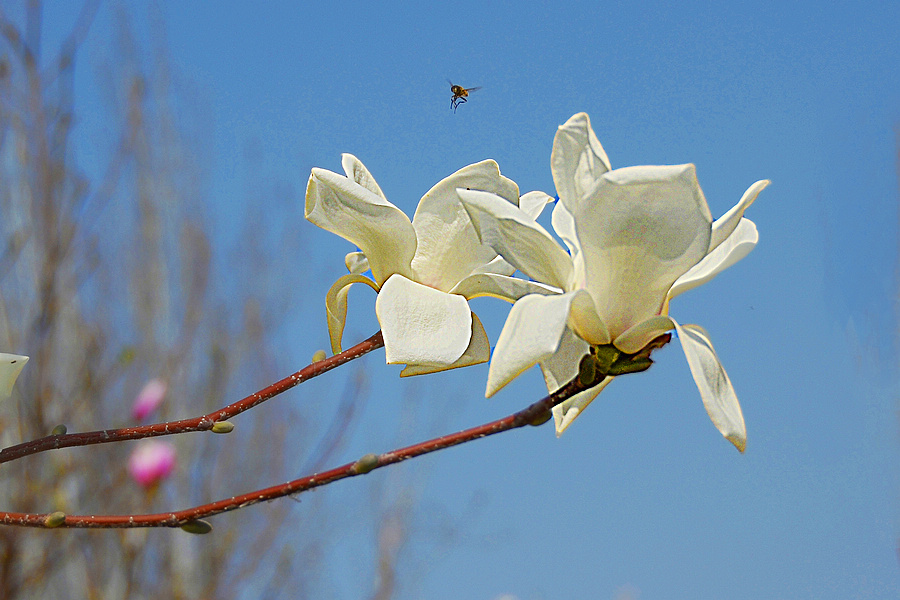 nEO_IMG_DSC_7883.jpg
