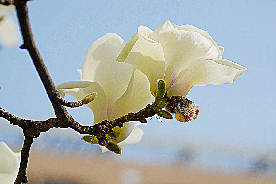 nEO_IMG_DSC_7831.jpg