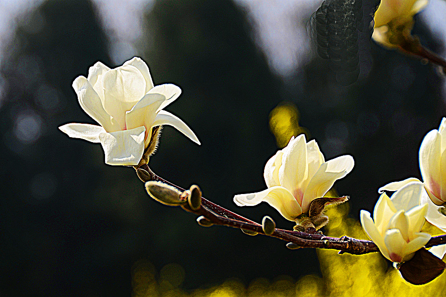 nEO_IMG_DSC_7890.jpg