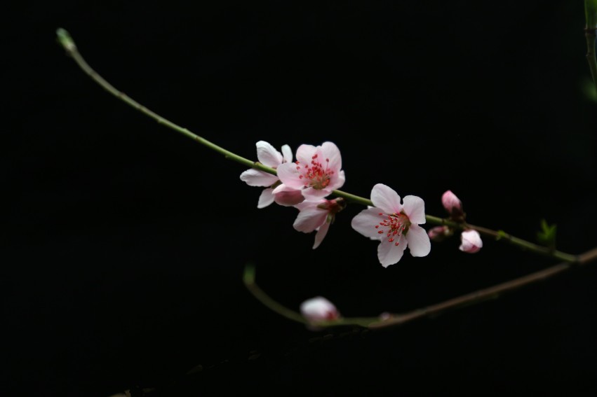 C24T7672_副本_conew1.jpg