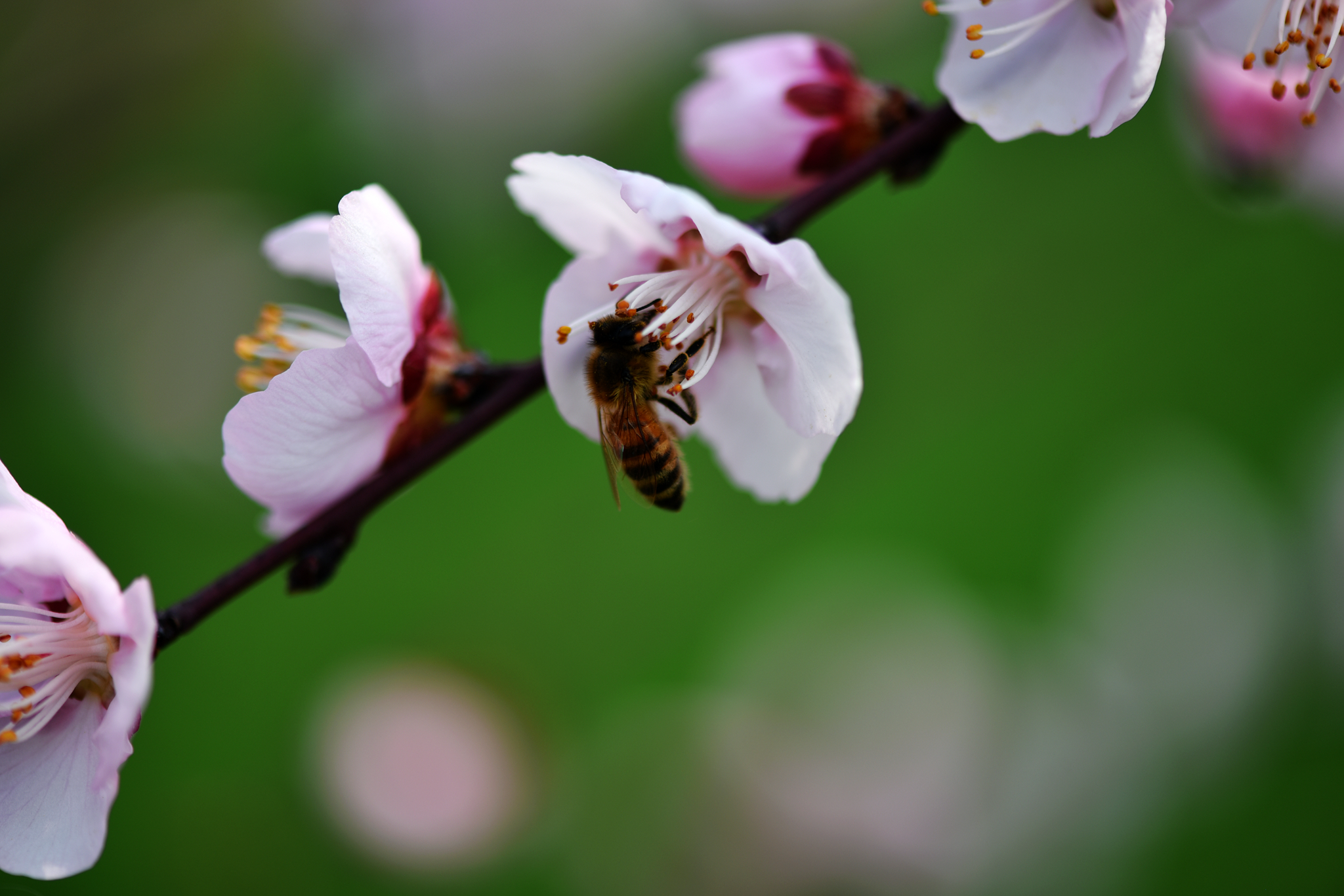 DSC_4621_副本.jpg