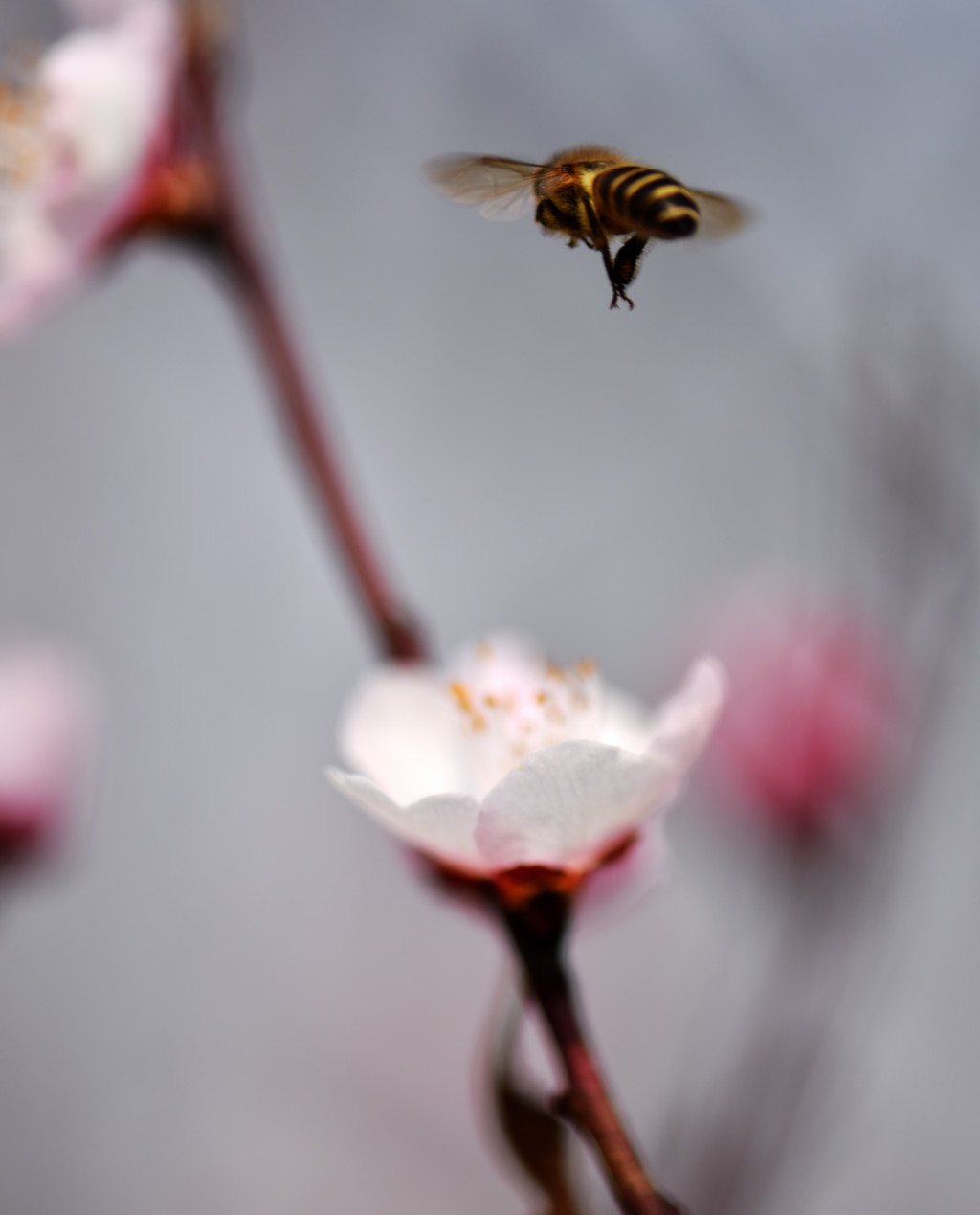DSC_4737_副本.jpg