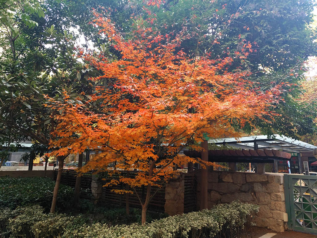 IMG_20181118_161239副本.jpg