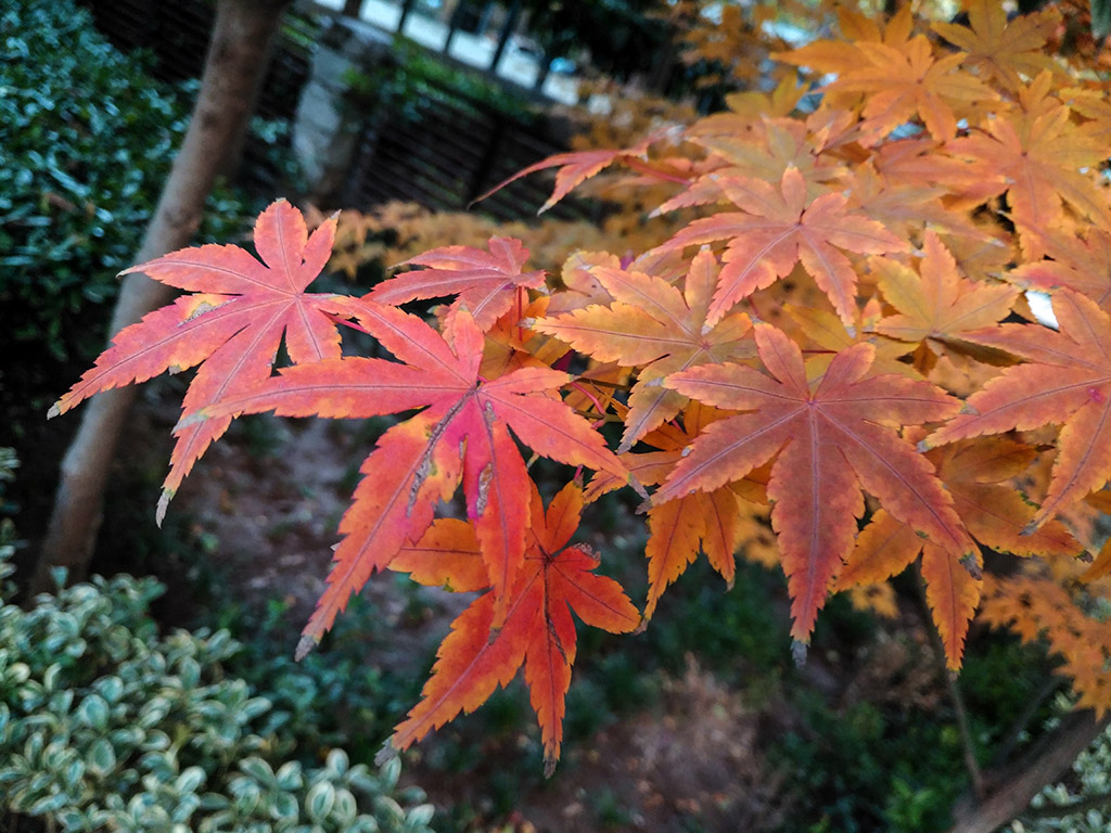 IMG_20181118_161308副本.jpg