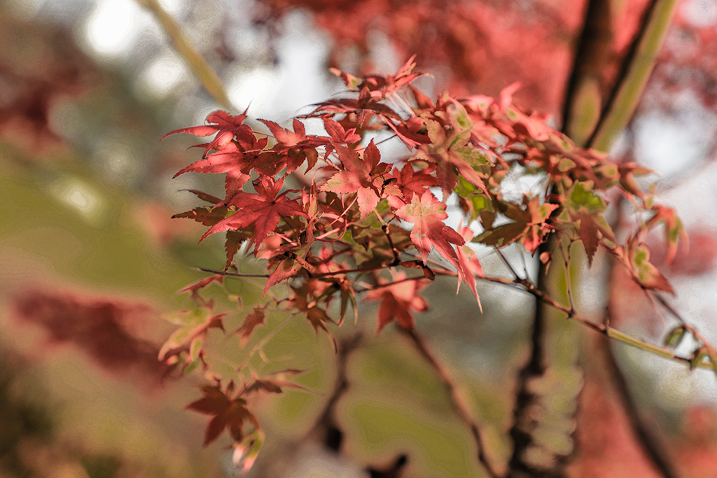 IMG_6515副本.jpg