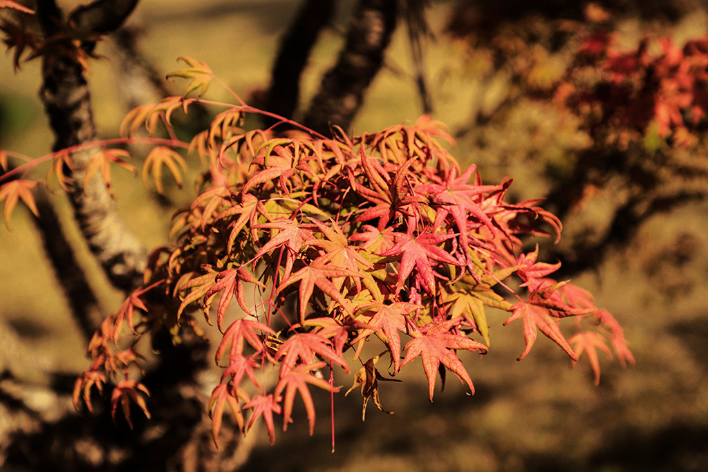 IMG_6517副本.jpg