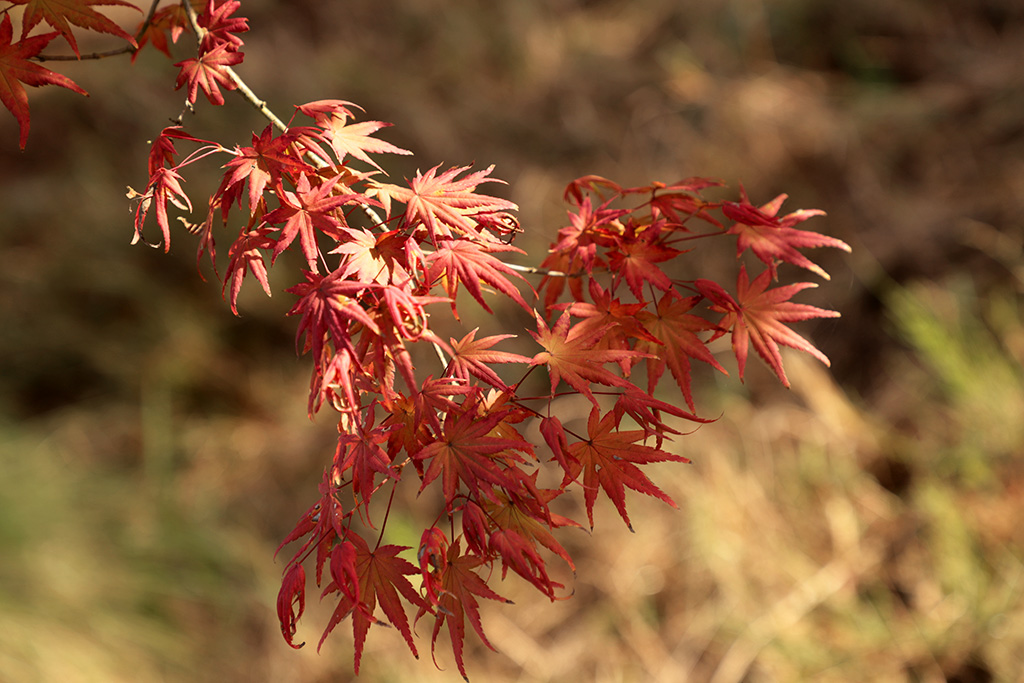 IMG_6524副本.jpg