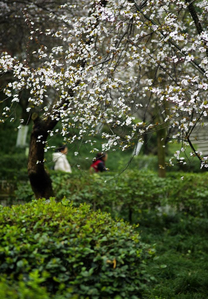 A-《赏花人》.jpg