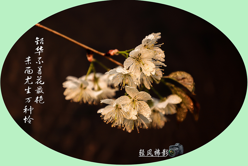 IMG_0990.副本.1jpg.jpg