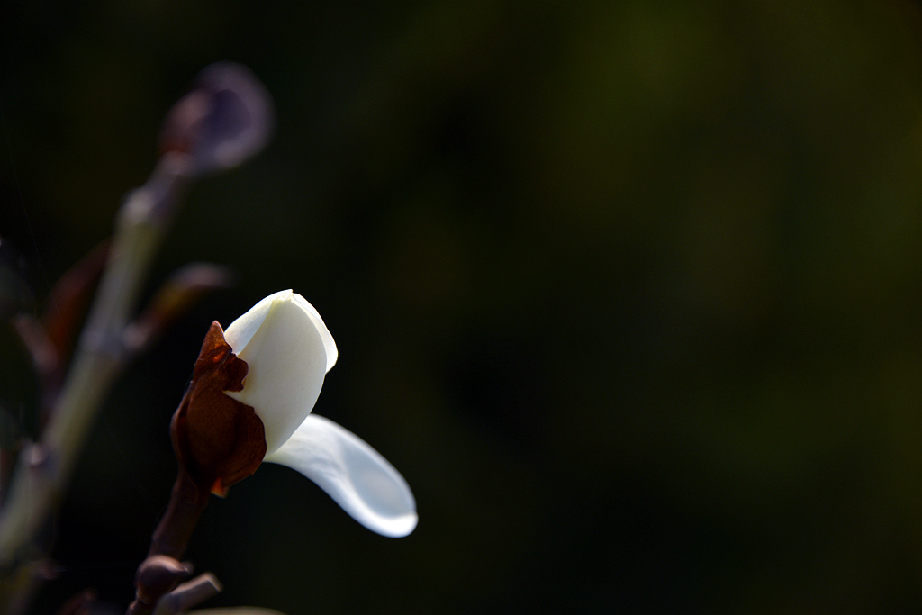 DSC_3727.JPG