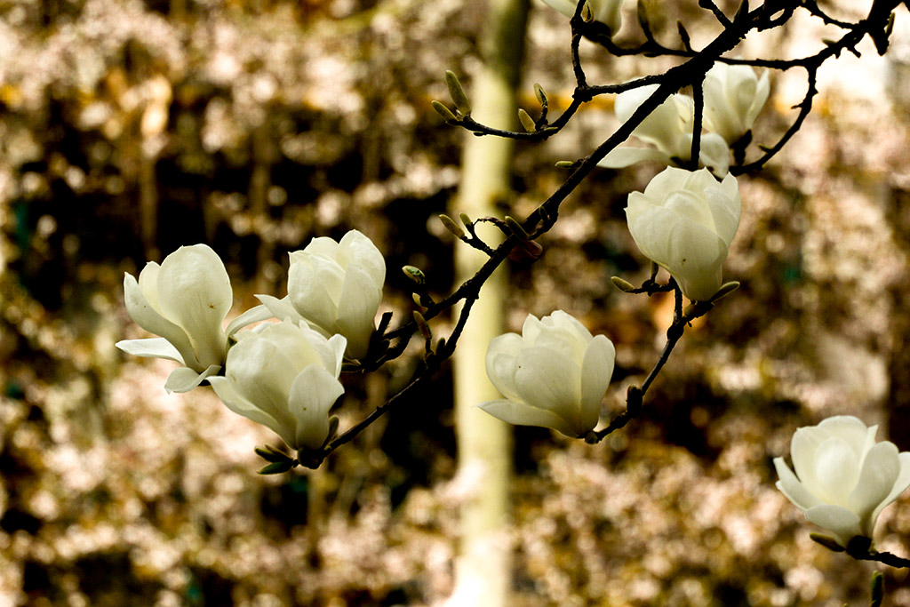 DSC_0898副本.jpg