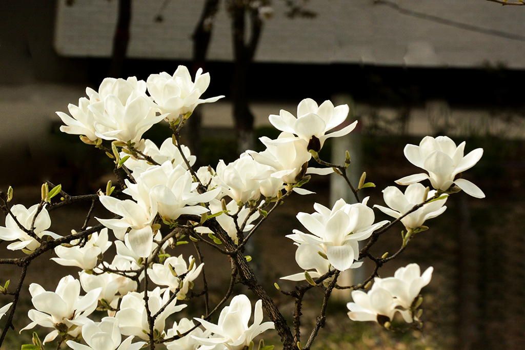 DSC_0905副本.jpg