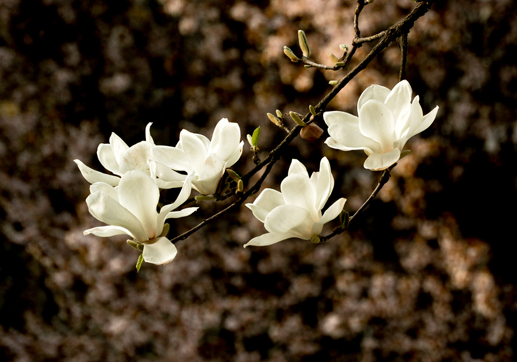 DSC_0907副本.jpg