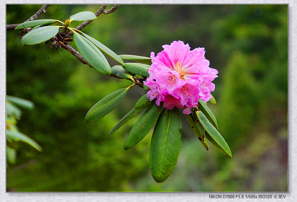 nEO_IMG_DSC_7733.jpg