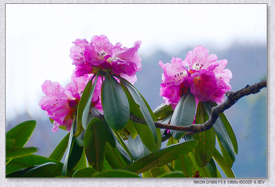 nEO_IMG_DSC_7780.jpg