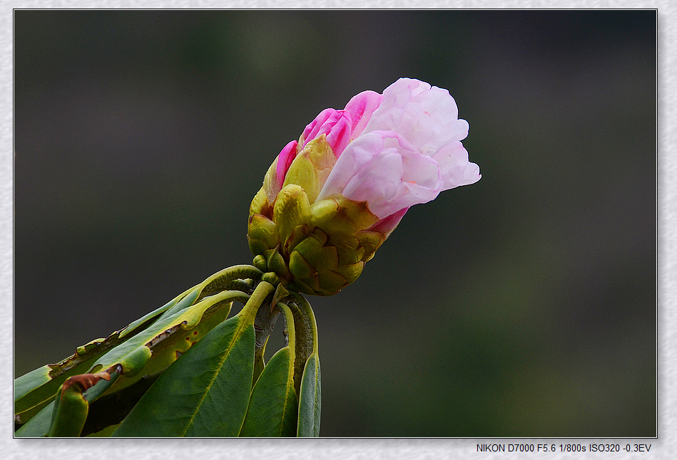nEO_IMG_DSC_7727.jpg