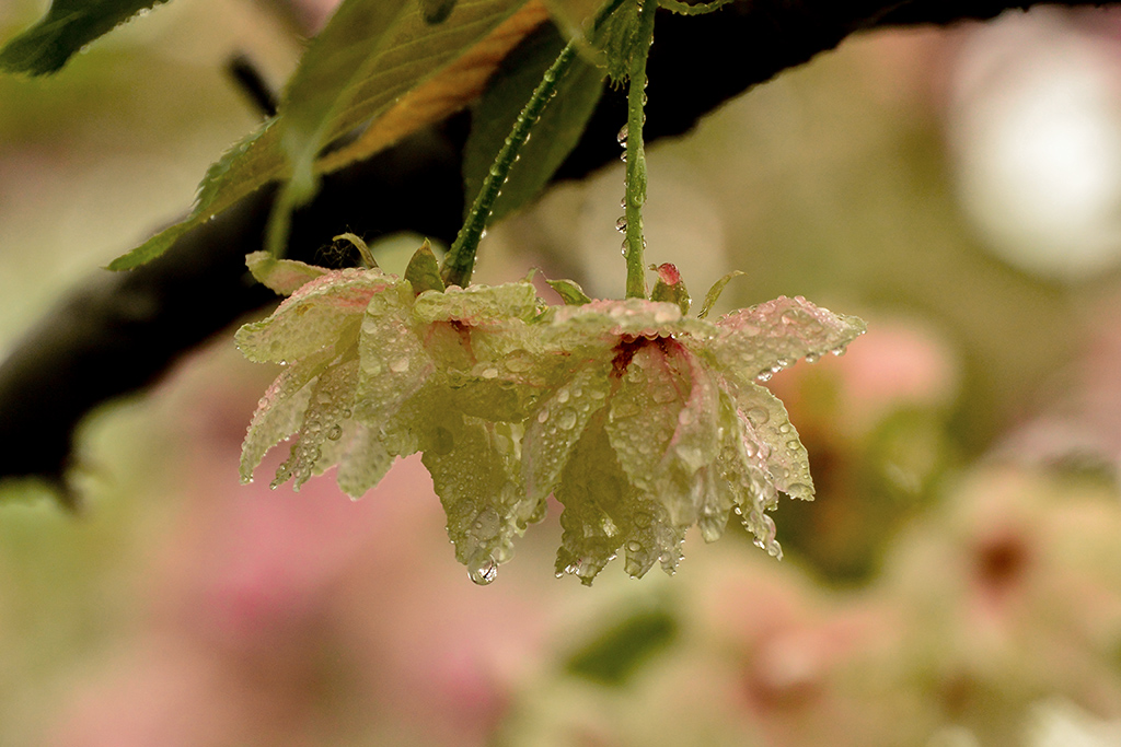 DSC_1117副本.jpg
