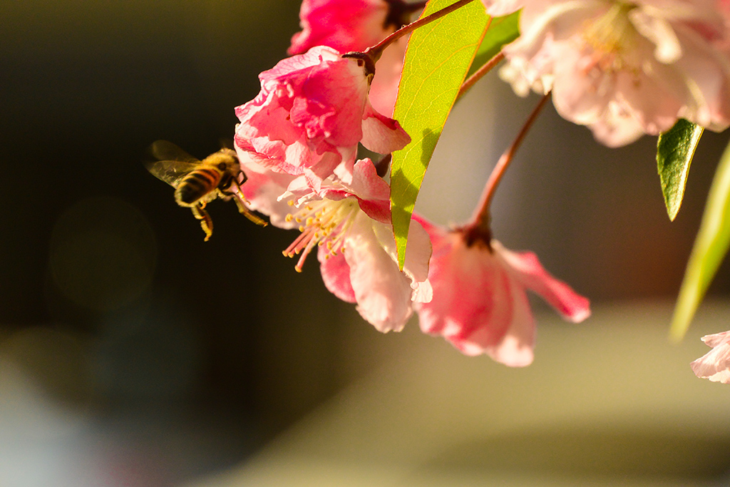 DSC_0998副本.jpg