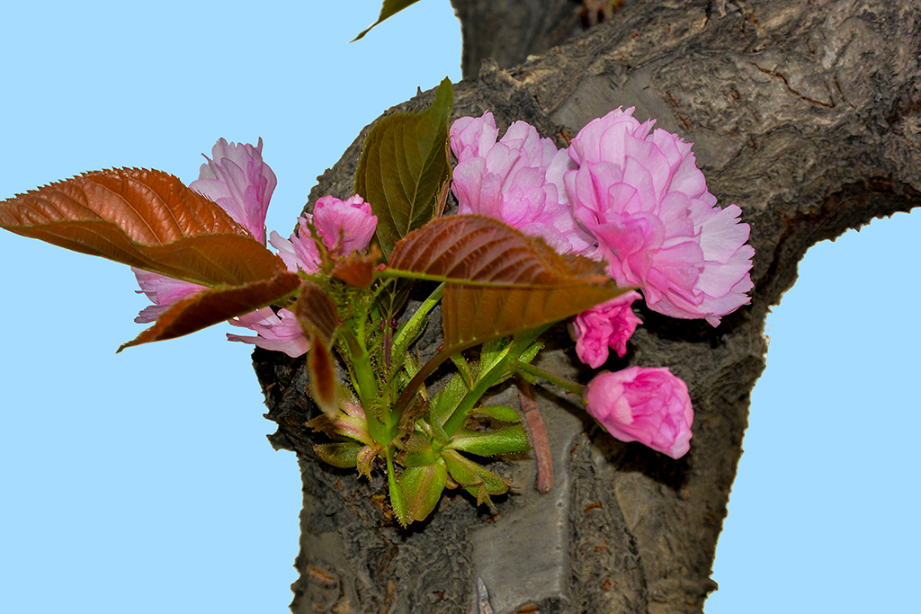 DSC_1086副本.jpg