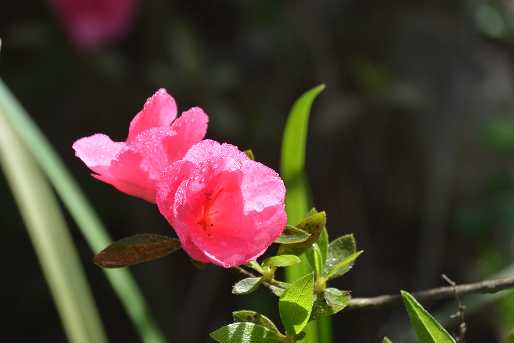 DSC_1318副本.jpg