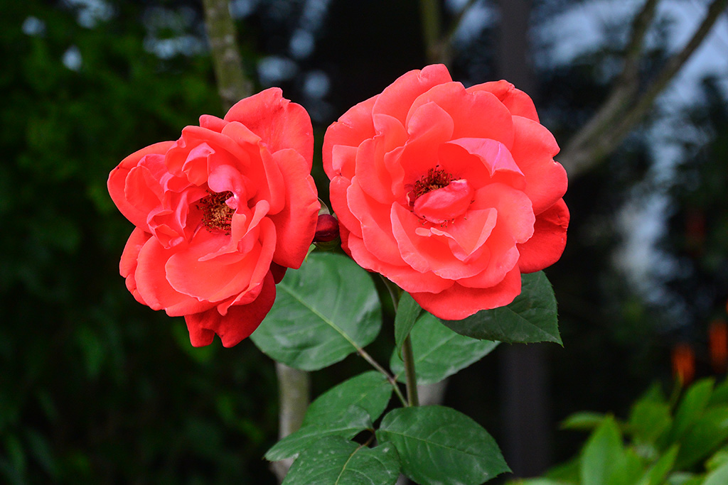 DSC_1192副本.jpg