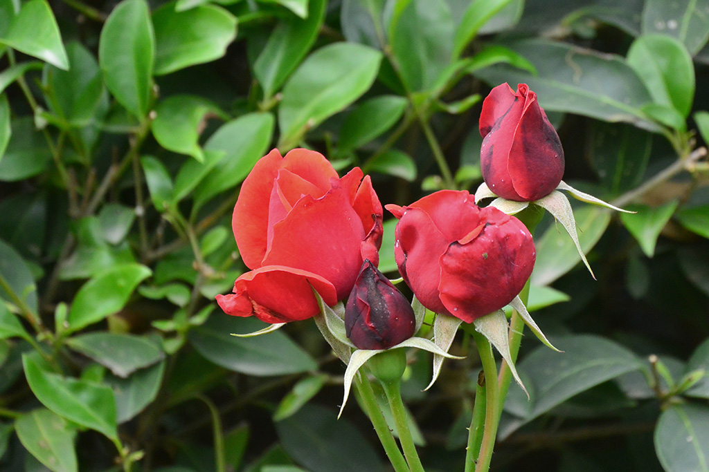 DSC_1193副本.jpg