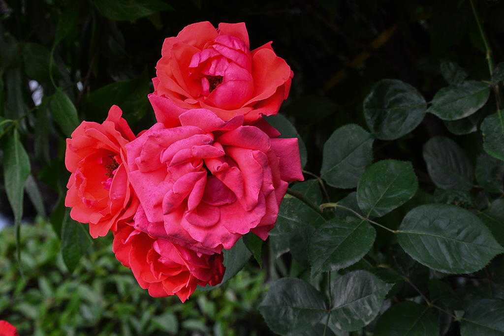 DSC_1198副本.jpg