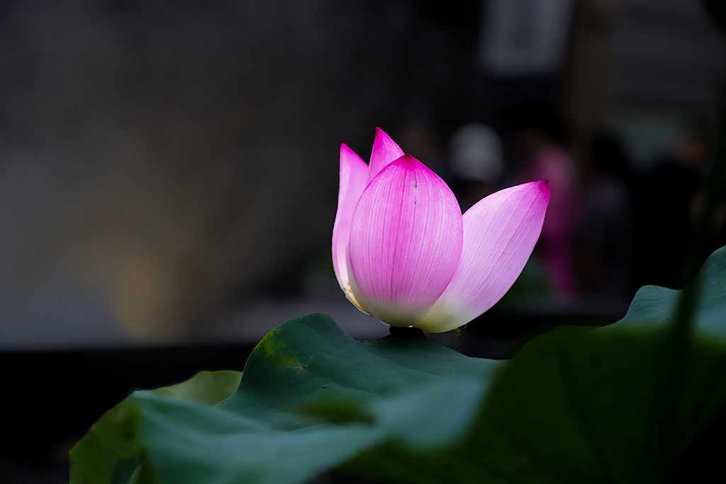 IMG_9195副本.jpg