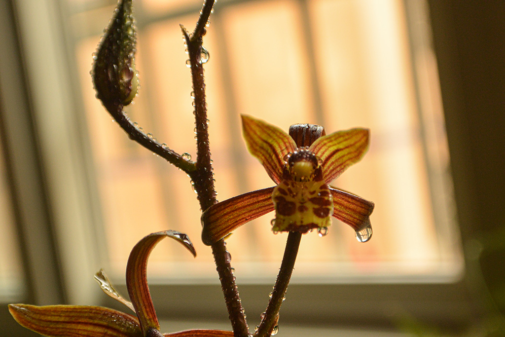 DSC_2157副本.jpg