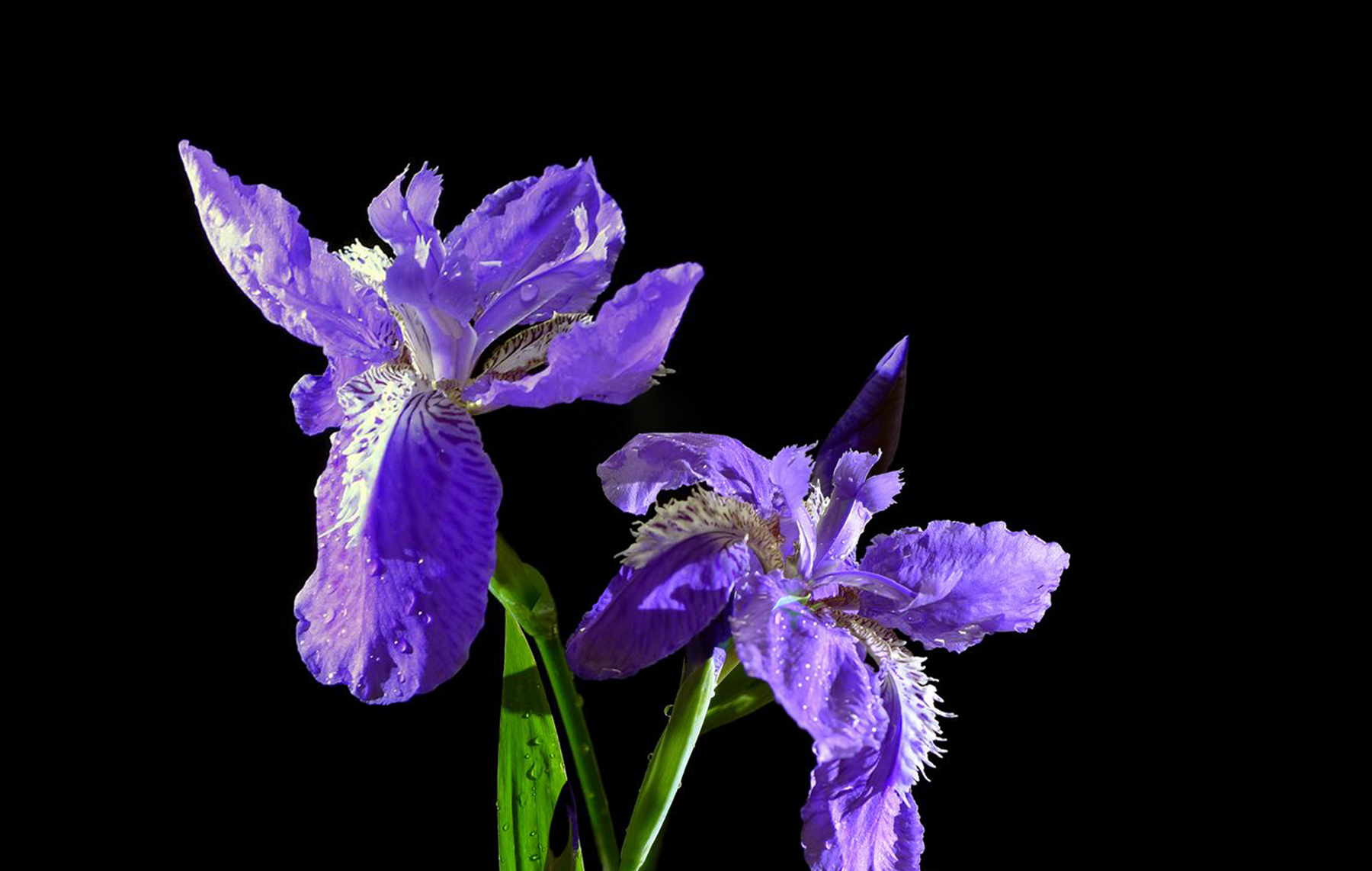 IMGM9060.jpg