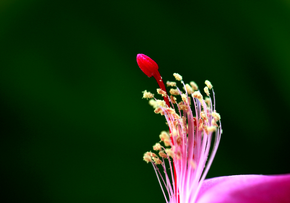 IMG_花蕊.JPG