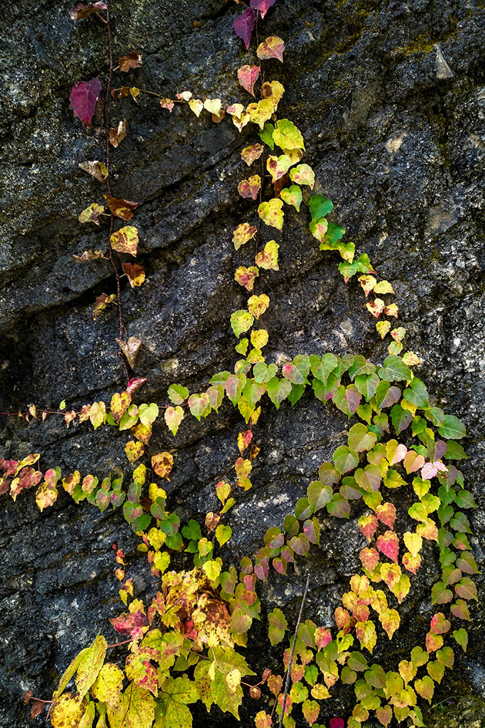 IMG_20181029_093846副本.jpg