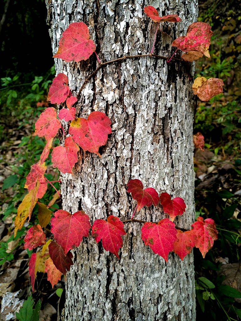 IMG_20181029_094512副本.jpg