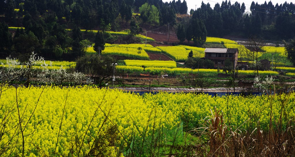 A《绣丽山村》.jpg